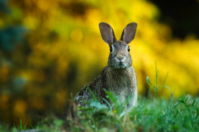 A photo of a hare for the Grade 5 Natural Sciences Life and Living Topic