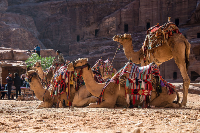 A photo of camels in front of Egyptian ruins for the Grade 5 Social Sciences Ancient African Society topic.