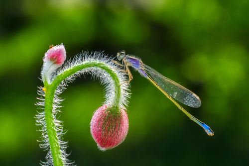 A Damselfly on a flower for the Grade 4 Natural Sciences Life and Living topic.